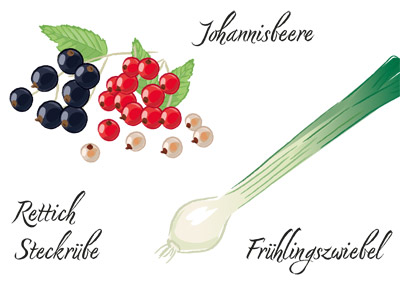 Infografik Aussaat- und Pflanzkalender 'Gartenbau' 'Gartenpflanzen' 'Saisonkalender' 'Johannisbeere'