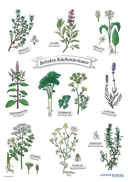 Botanische Illustrationen 'Beliebte Küchenkräuter' Thymian, Salbei, Bärlauch, Pfefferminze, Petersilie, Lavendel, Kümmel, Kamille, Rosmarin